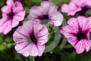 Petunia plant with beautiful pink flowers