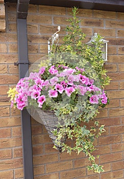 Petunia plants in a cone wicker hanging basket attatched to a wa