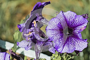 Petunia Pleasantly Blue Fusables. Large lilac petunia flower photo