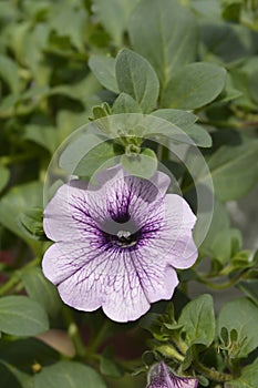 Petunia Potunia Piccola Blue Ice