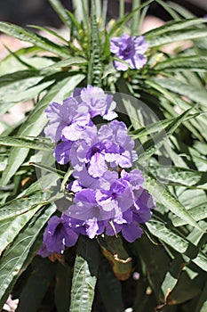 petunia purple 6360