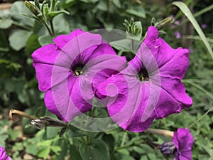 Petunia purple Colour flower