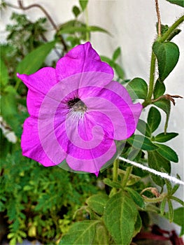 Petunia purple flower