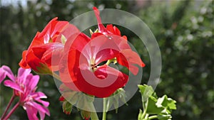 Petunia Red Flowers in Wind