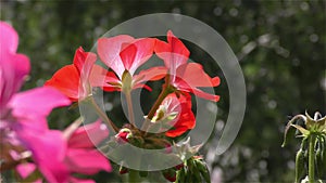 Petunia Red Flowers in Wind