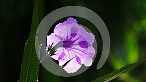 Petunia, Ruellia brittoniana purple flower fine art photography