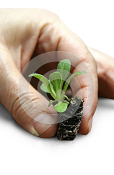 Petunia seedlings