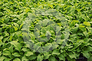 Petunia seedlings growing in modern greenhouse. Cultivation of row organic green plants