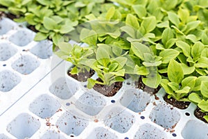 Petunia seedlings prepared to be replanted to pots