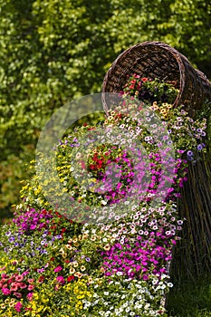 Petunia spring flowers