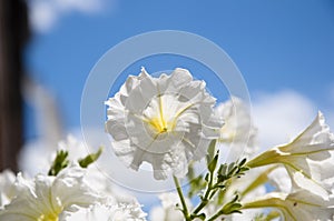 Petunia on sunny blue sky background. bright white color flower. flowerbed in summer. spring beauty and freshness. gardening and