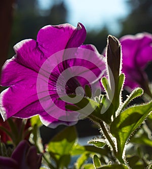 The petunia in the sunshine