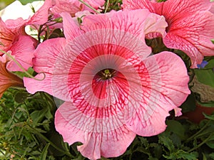 Petunia Surfina pink flower in hanging basket close up