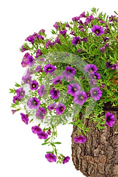 Petunia, Surfinia flowers on tree trunk over white