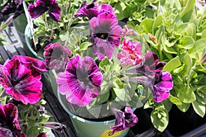 Petunia `Sweetunia Johnny Flame`, Sweetunia Johnny Flame Petunia