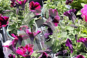 Petunia `Sweetunia Johnny Flame`, Sweetunia Johnny Flame Petunia