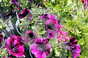 Petunia `Sweetunia Johnny Flame`, Sweetunia Johnny Flame Petunia