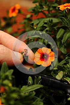 Petunia trailing, Calibrachoa Can Can Coral Reef, man dead heading picking off dead flowers