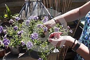 Petunia trailing,woman dead heading picking off dead flowers with her hands