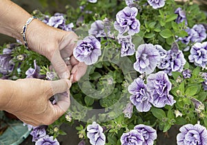 Petunia trailing,woman dead heading picking off dead flowers with her hands