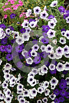 Petunia violet and white photo