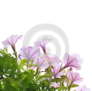 Petunia with natural light.