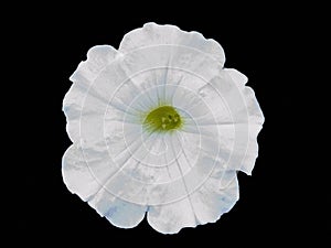 Petunia white flower morning glory isolated