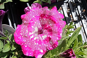 Petunia x hybrida `Headliner Pink Sky`, photo