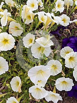 Petunia Ã— atkinsiana is a Petunia plant \