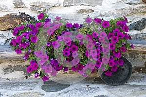 Petunias