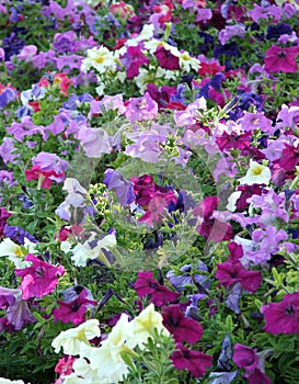 Petunias