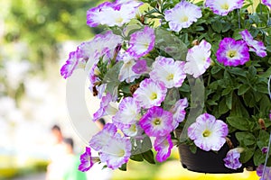 Petunias