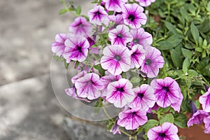 Petunias