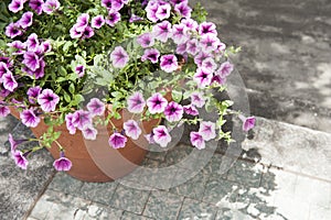 Petunias