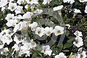 Petunias