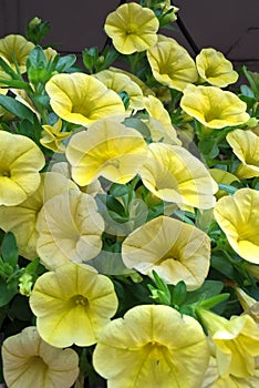 Petunias