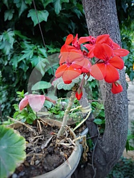 petunias on a blurred background. Red petunias in a beautiful garden, blurred background
. Red tinny flower in the pot