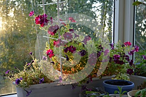 Petunias are fabulous flowers that grow in container in cozy garden on the balcony. Beautiful view at dawn