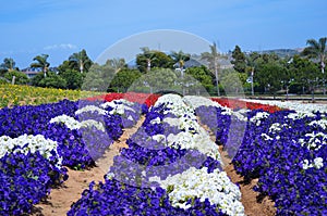 Petunias Flower Field
