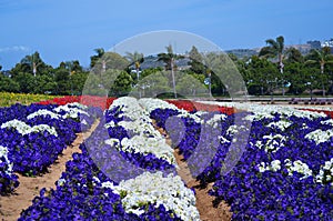 Petunias Flower Field