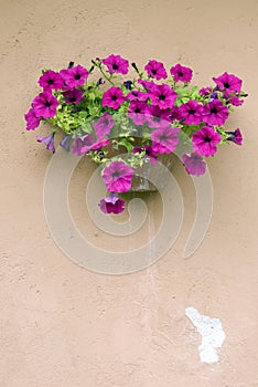 Petunias on a old wall