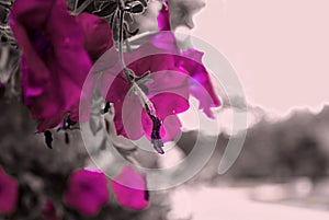 Petunias in Park Ramat Hanadiv, Memorial Gardens of Baron Edmond de Rothschild, Zichron Yaakov, Israel. Filter applied