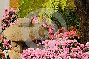 Petunias pink rose, Yellow daffodil,pansies, snapdragon and marigold, beautiful flower green grass background black white