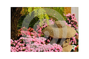 Petunias pink rose, Yellow daffodil,pansies, snapdragon and marigold, beautiful flower green grass background black white