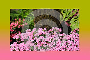 Petunias pink rose, Yellow daffodil,pansies, snapdragon and marigold, beautiful flower green grass background black white