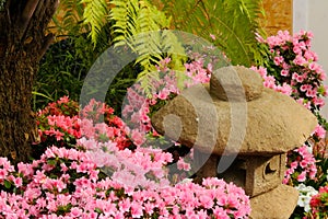 Petunias pink rose, Yellow daffodil,pansies, snapdragon and marigold, beautiful flower green grass background black white