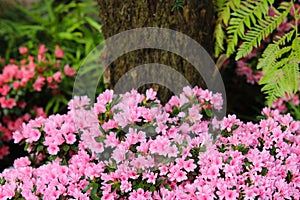 Petunias pink rose, Yellow daffodil,pansies, snapdragon and marigold, beautiful flower green grass background black white