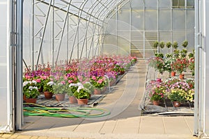 Petunias in pots. Flowers in pots in a greenhouse. Beautiful blooming green house. Greenhouse for growing seedlings of plants.