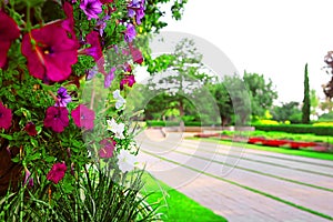 Petunias and road in Park Ramat Hanadiv, Memorial Gardens of Baron Edmond de Rothschild, Zichron Yaakov, Israel