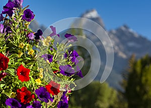 Petunias in the Tetons